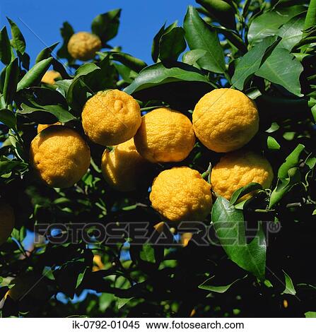 Oranges Growing on Orange Tree View Large Photo Image Stock Photography - Oranges Growing on Orange Tree. Fotosearch