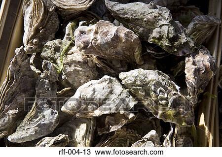 Oysters View Large Photo Image Stock Image - Oysters. Fotosearch
