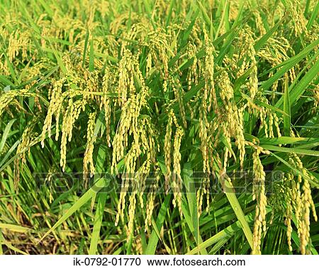 Paddies Growing in a Field View Large Photo Image Stock Image - Paddies Growing in a Field. Fotosearch