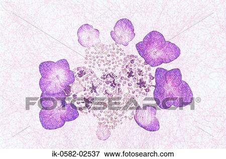 Painting of Hydrangea View Large Photo Image Stock Photo - Painting of Hydrangea. Fotosearch