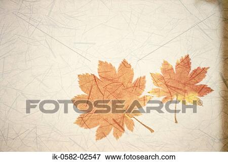Painting of Maple Leaves View Large Photo Image Stock Photo - Painting of Maple Leaves. Fotosearch