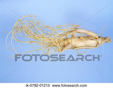 Panax Roots against Blue Background View Large Photo Image Stock Photography - Panax Roots against Blue Background. Fotosearch