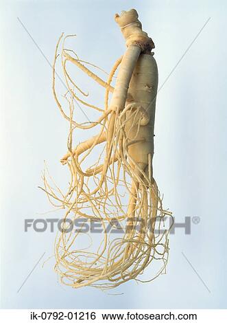 Panax Schinseng Roots in Studio View Large Photo Image Stock Photograph - Panax Schinseng Roots in Studio. Fotosearch