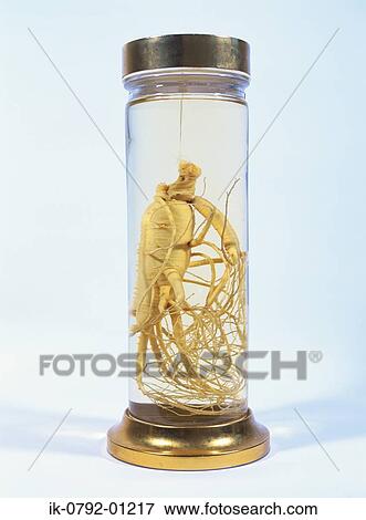 Panax Schinseng Roots Inside Jar View Large Photo Image Stock Photo - Panax Schinseng Roots Inside Jar. Fotosearch
