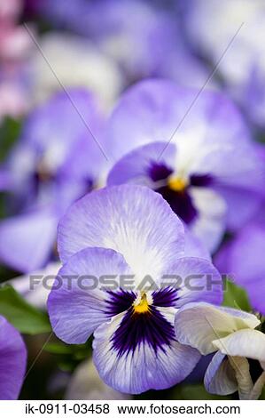 Pansy Flowers Blooming in Garden View Large Photo Image Stock Photo - Pansy Flowers Blooming in Garden. Fotosearch