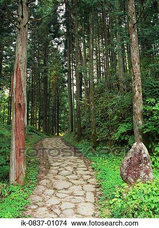 Pathway in forest View Large Photo Image Picture - Pathway in forest. Fotosearch