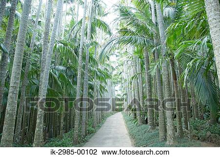 Pathway with Coconut Palm Trees at Okinawa Prefecture, Japan View Large Photo Image Stock Image - Pathway with Coconut Palm Trees at Okinawa Prefecture, Japan. Fotosearch