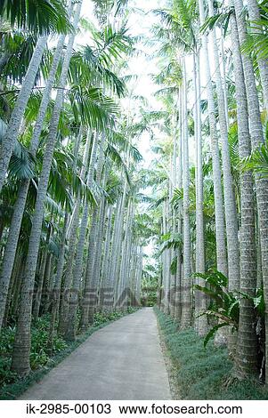 Pathway with Coconut Palm Trees at Okinawa Prefecture, Japan View Large Photo Image Stock Image - Pathway with Coconut Palm Trees at Okinawa Prefecture, Japan. Fotosearch