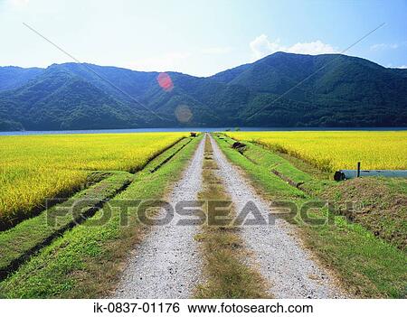 Stock Photograph - Pathway with crops growing in farmland. Fotosearch