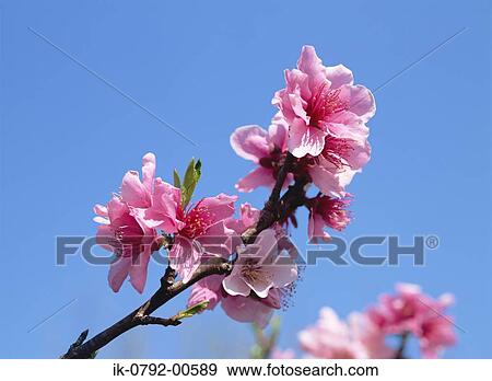 Peach Blossom against Blue Sky View Large Photo Image Stock Photo - Peach Blossom against Blue Sky. Fotosearch