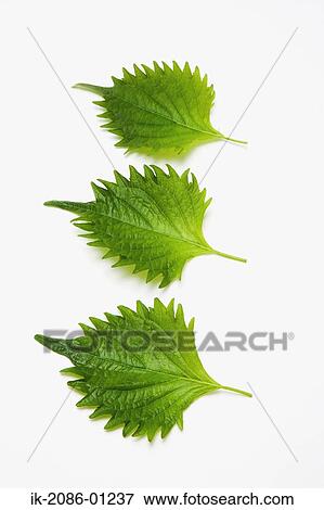 Perilla on White Background View Large Photo Image Stock Photo - Perilla on White Background. Fotosearch