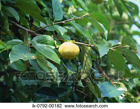 Persimmon Fruit Growing on Branch View Large Photo Image Stock Image - Persimmon Fruit Growing on Branch. Fotosearch