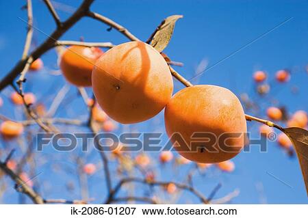 Persimmon Fruit Growing on Branch View Large Photo Image Stock Photo - Persimmon Fruit Growing on Branch. Fotosearch
