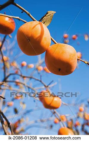 Stock Photo - Persimmon Fruit Growing on Branch. Fotosearch