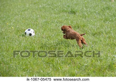 Pet dog running after football in park View Large Photo Image Stock Photography - Pet dog running after football in park. Fotosearch