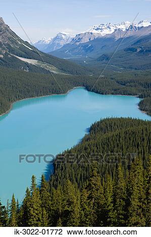 Peyto Lake in the Canadian Rockies View Large Photo Image Stock Image - Peyto Lake in the Canadian Rockies. Fotosearch