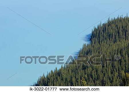 Peyto Lake in the Canadian Rockies View Large Photo Image Stock Photo - Peyto Lake in the Canadian Rockies. Fotosearch
