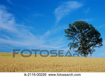 Stock Photograph - Philosophical Tree in Biei, Japan. Fotosearch