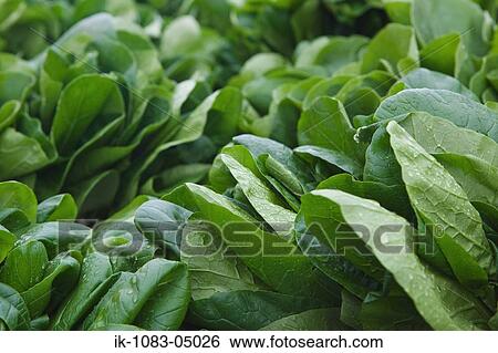 Pile of green spinach View Large Photo Image Stock Photograph - Pile of green spinach. Fotosearch
