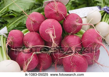 Pile of turnips View Large Photo Image Stock Photography - Pile of turnips. Fotosearch