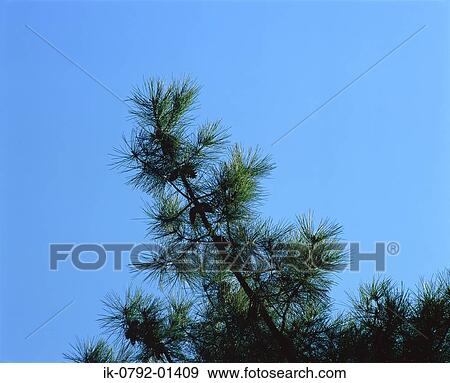 Stock Photo - Pine Tree against a Blue Sky. Fotosearch