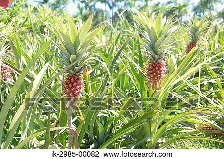 Stock Image - Pineapple Fields in Japan, Okinawa Prefecture. Fotosearch