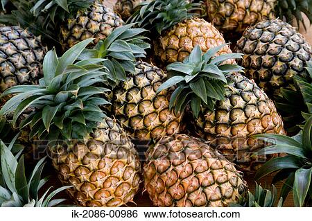 Pineapple Fruits View Large Photo Image Stock Photograph - Pineapple Fruits. Fotosearch