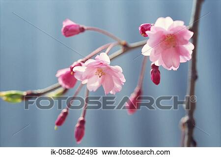 Stock Photography - Pink Cherry Blossom Flowers in Spring. Fotosearch