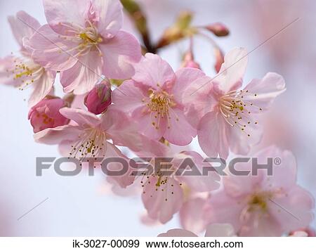Pink Cherry Blossom Flowers in Winter View Large Photo Image Stock Photo - Pink Cherry Blossom Flowers in Winter. Fotosearch