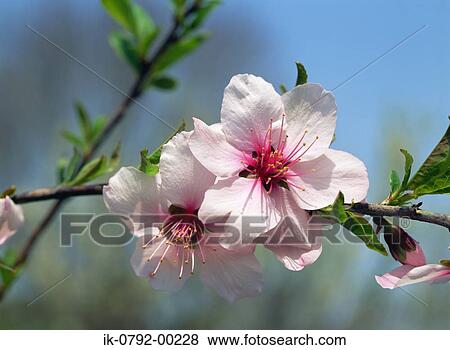 Pink Cherry Blossom View Large Photo Image Stock Photo - Pink Cherry Blossom. Fotosearch