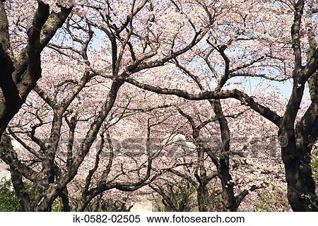 Pink Cherry Trees in Spring View Large Photo Image Stock Photography - Pink Cherry Trees in Spring. Fotosearch