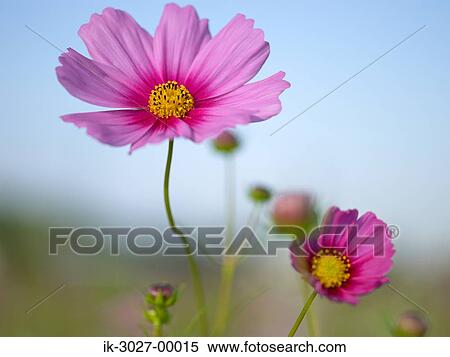 Pink Cosmos Flower Blooming in Spring View Large Photo Image Stock Photography - Pink Cosmos Flower Blooming in Spring. Fotosearch