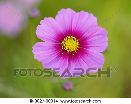 Pink Cosmos Flower Blooming View Large Photo Image Picture - Pink Cosmos Flower Blooming . Fotosearch