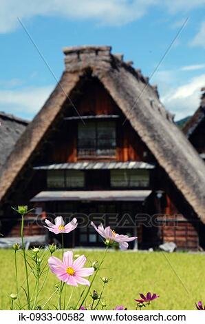 Pink Cosmos Flower Growing in Field Outside of the House View Large Photo Image Stock Image - Pink Cosmos Flower Growing in Field Outside of the House. Fotosearch