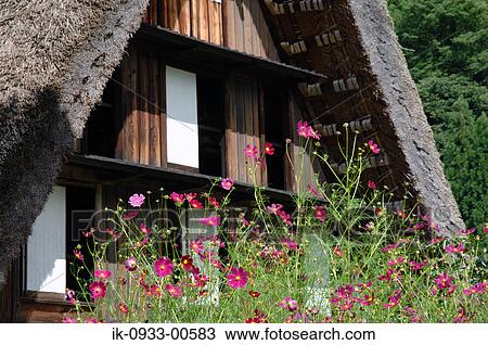 Pink Cosmos Flower Growing in Field Outside of the House View Large Photo Image Stock Image - Pink Cosmos Flower Growing in Field Outside of the House. Fotosearch