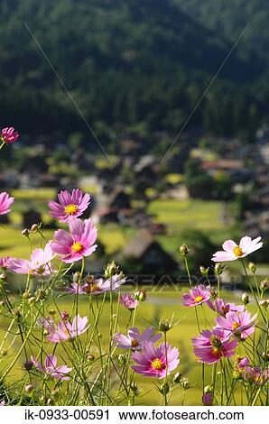 Pink Cosmos Flower Growing in Field Outside of the House View Large Photo Image Stock Image - Pink Cosmos Flower Growing in Field Outside of the House. Fotosearch