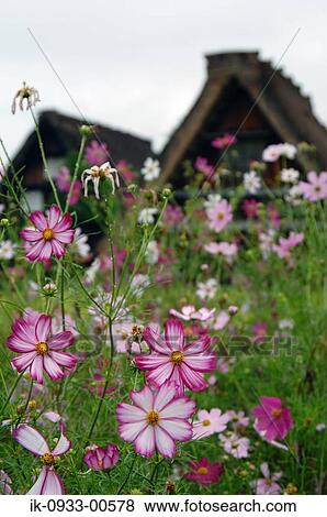 Stock Photo - Pink Cosmos Flower Growing in Field Outside of the House. Fotosearch