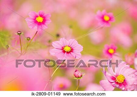 Pink Cosmos Flowers Blooming in Autumn View Large Photo Image Stock Photo - Pink Cosmos Flowers Blooming in Autumn. Fotosearch