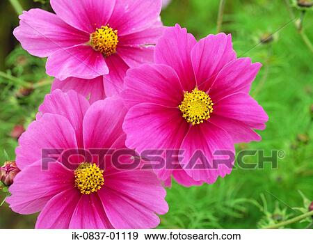 Stock Photo - Pink Cosmos flowers growing. Fotosearch