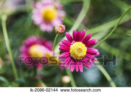 Picture - Pink daisy flowers blooming. Fotosearch