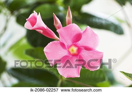 Stock Photo - Pink flower. Fotosearch