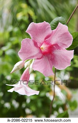 Pink flower View Large Photo Image Stock Photography - Pink flower. Fotosearch