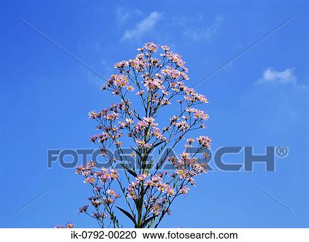 Pink Flowers against Blue Sky View Large Photo Image Stock Image - Pink Flowers against Blue Sky. Fotosearch
