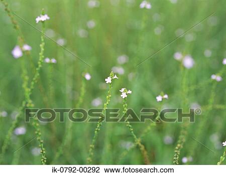 Pink Flowers View Large Photo Image Stock Image - Pink Flowers. Fotosearch