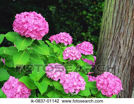 Pink hydrangea blooming View Large Photo Image Stock Image - Pink hydrangea blooming. Fotosearch