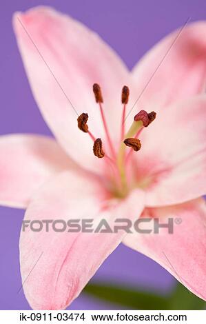 Picture - Pink Lily Flower. Fotosearch