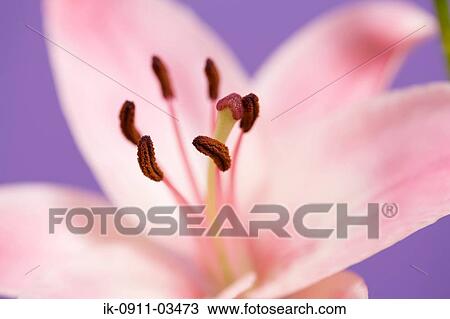 Stock Image - Pink Lily Flower. Fotosearch
