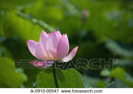 Pink Lotus View Large Photo Image Stock Photo - Pink Lotus. Fotosearch
