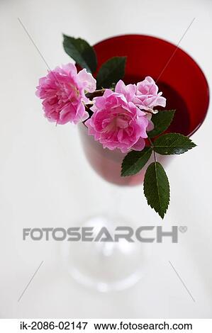 Stock Photo - Pink peonies decorated in glass. Fotosearch