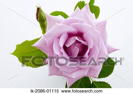 Pink Rosa Madame Blooming View Large Photo Image Stock Photography - Pink Rosa Madame Blooming. Fotosearch